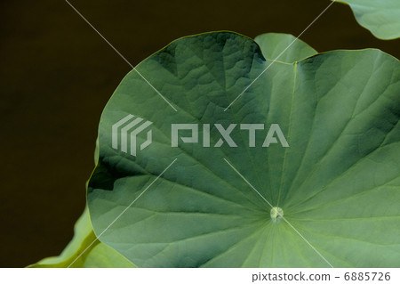 荷葉 荷葉 6885726