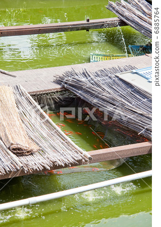 金魚養殖池塘 6885764