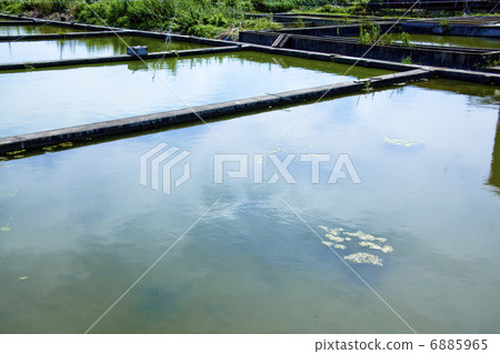 Gold fish culture pond 6885965