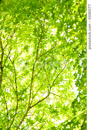 Maple Maple 6886077