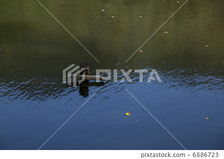 old pond old pond 6886723