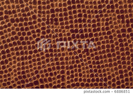 蛇皮 蛇皮 6886851