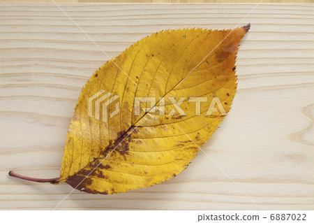 Dead leaves Dead leaves 6887022