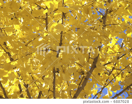Ginkgo biloba Ginkgo biloba 6887028