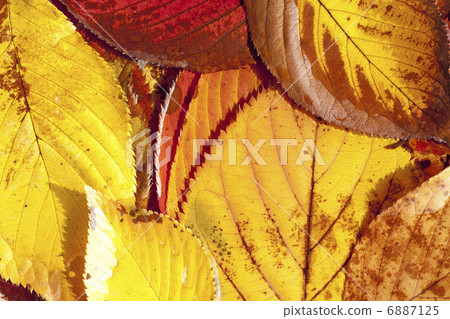 Dead leaves 6887125