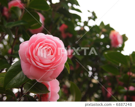 山茶花數千朵 6887248