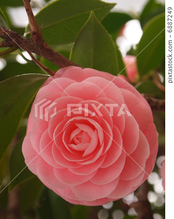 Camellia flower thousands of bloom Camellia flower thousands of bloom 6887249