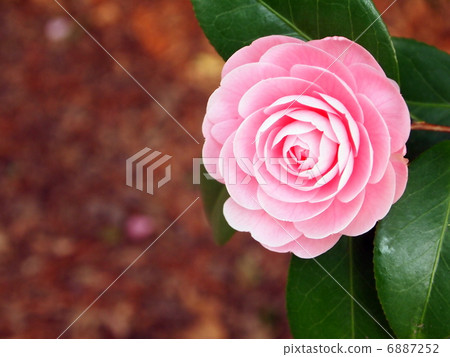 山茶花數千朵 6887252