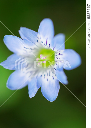 Tateyama Gentian Tateyama Gentian 6887367