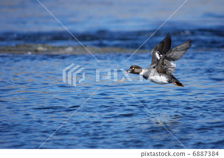 Rhododendron 6887384