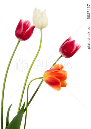 Varicolored flowers Varicolored flowers 6887467