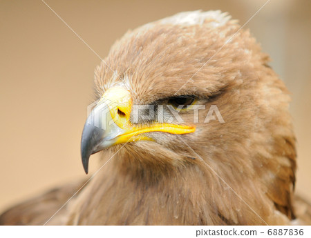 Golden Eagle 6887836