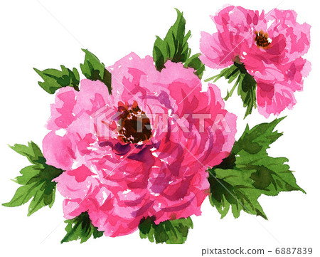 牡丹 花朵 花 6887839
