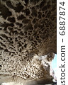 Honeycomb Kumano's Onikake castle lion 6887874