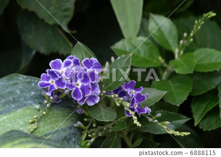 Duranta Takarazuka 6888115