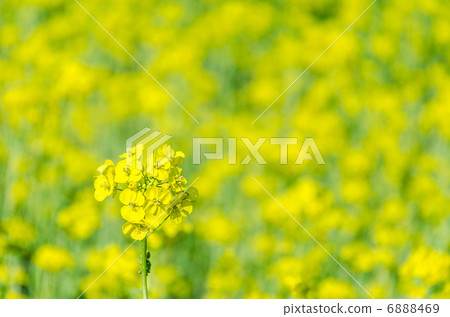 Rapeseed field Rapeseed field 6888469