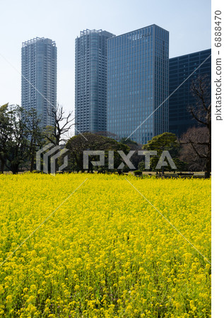Rape flower field and building group Rape flower field and building group 6888470