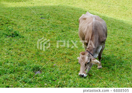 瑞士瑞士動物 6888505