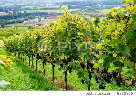 瑞士酒莊 6888506