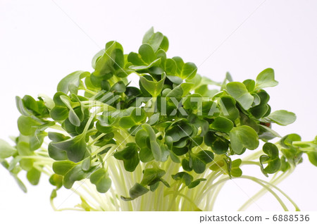 Kaiwai Daikon 6888536