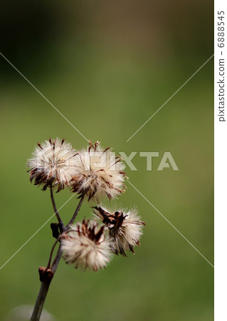 椿種子 椿種子 6888545