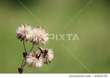 椿種子 椿種子 6888546