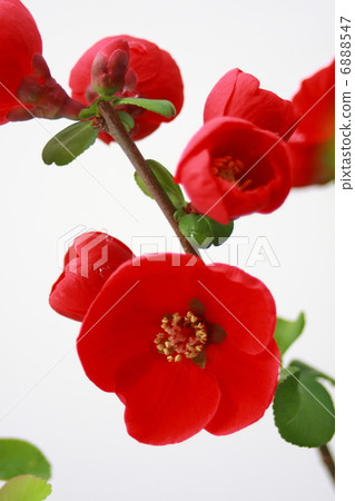 花弄皺了 6888547