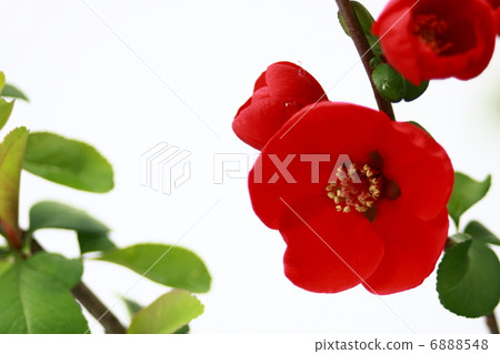 Flower of crumpled Flower of crumpled 6888548