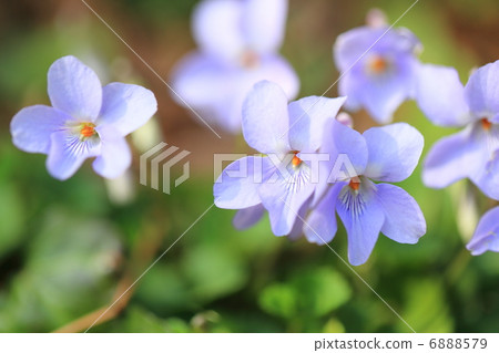 violet violet 6888579