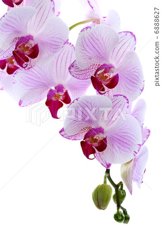 Flowering branch of pink orchids. Flowering branch of pink orchids. 6888627