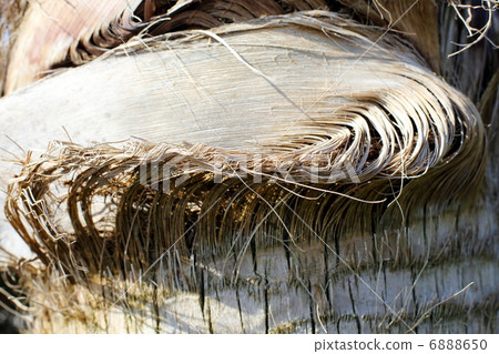 Bark of palm fiber close-up. 6888650