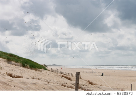 Summer beach in the Netherlands Summer beach in the Netherlands 6888873