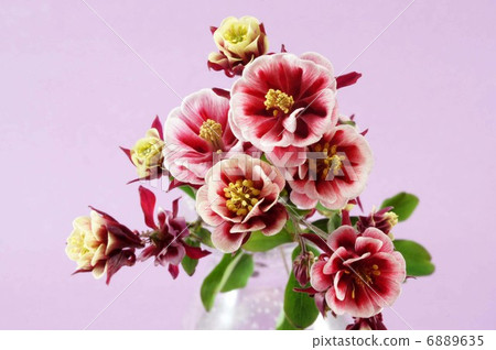 Double Flower Odamaki Double Flower Odamaki 6889635