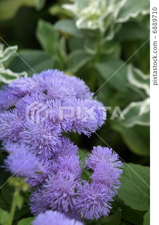 Agelatum 6889710
