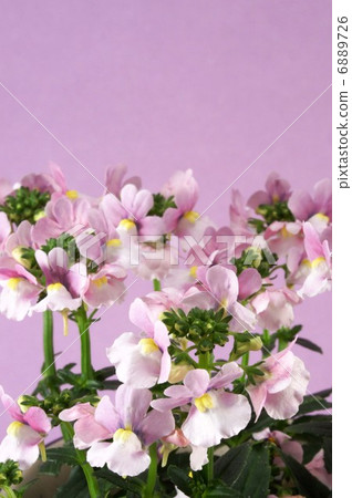 Nemesia Mellow Milky Pink 6889726