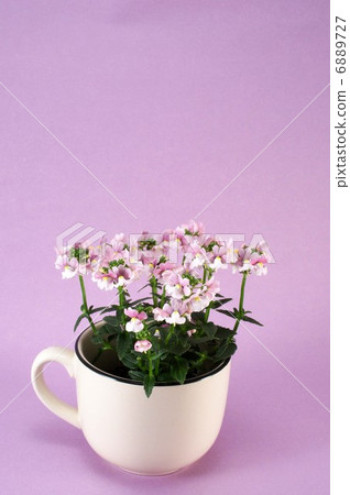 Nemesia Mellow Milky Pink 6889727