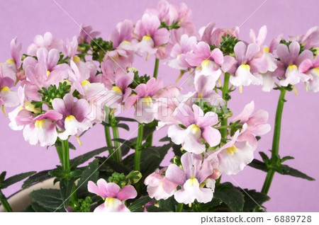 Nemesia Mellow Milky Pink 6889728