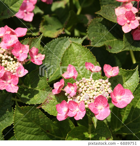 公主繡球 6889751