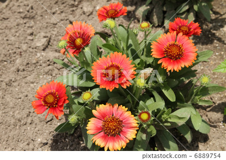 Gaira Rudia Gaira Rudia 6889754