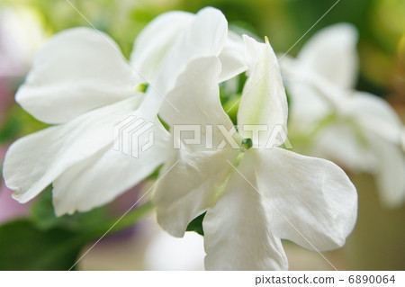 Nichinichiso Nichinichiso 6890064