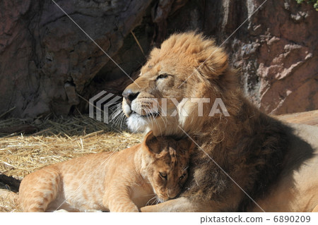Lion family 6890209