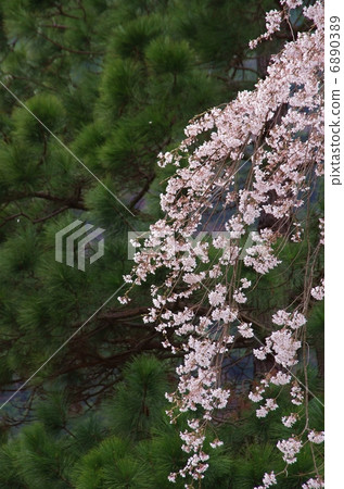 垂枝櫻花 6890389