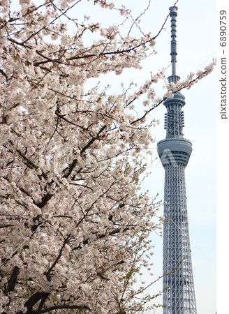 Sky tree and cherry tree 6890759
