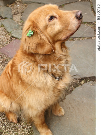 Golden retriever Golden retriever 6890786