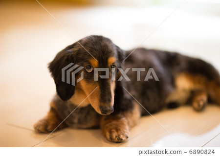 微型達克斯 微型達克斯 6890824