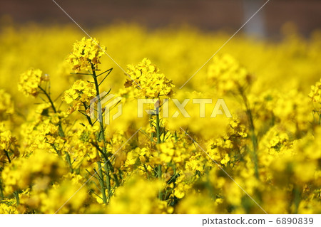 Rape blossoms Rape blossoms 6890839