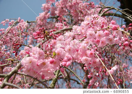 Weeping cherry tree 6890855