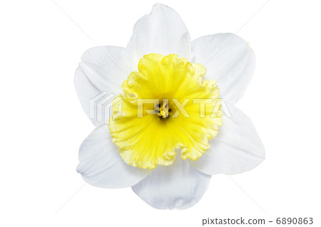 Beautiful spring single flower 6890863