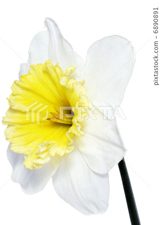 Beautiful spring single flower Beautiful spring single flower 6890891