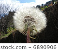 Dandelion 6890906